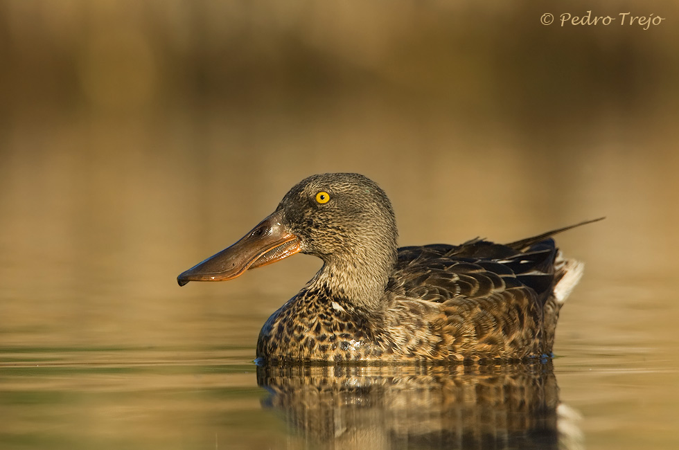 Pato cuchara en eclipse (Anas clypeata)